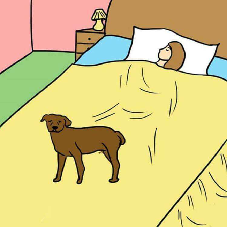 Сколько спят собаки в сутки и от чего это зависит