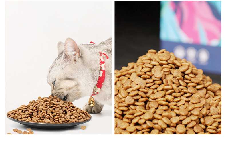 Можно ли кошку кормить только сухим кормом, как это делать правильно и каким лучше