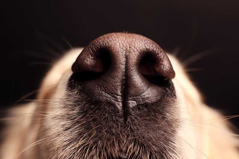 Рвота у собаки: что делать если у собаки рвота - здоровье животных | сеть ветеринарных клиник, зоомагазинов, ветаптек в воронеже