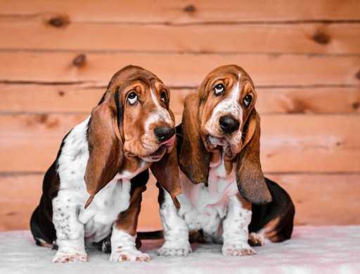 Бладхаунд: описание породы собак, цена щенка