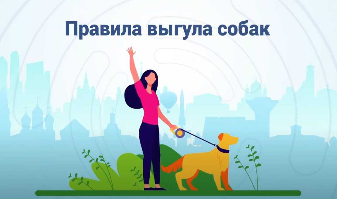 Возьмут к ноге: в россии ужесточают правила выгула собак | статьи | известия