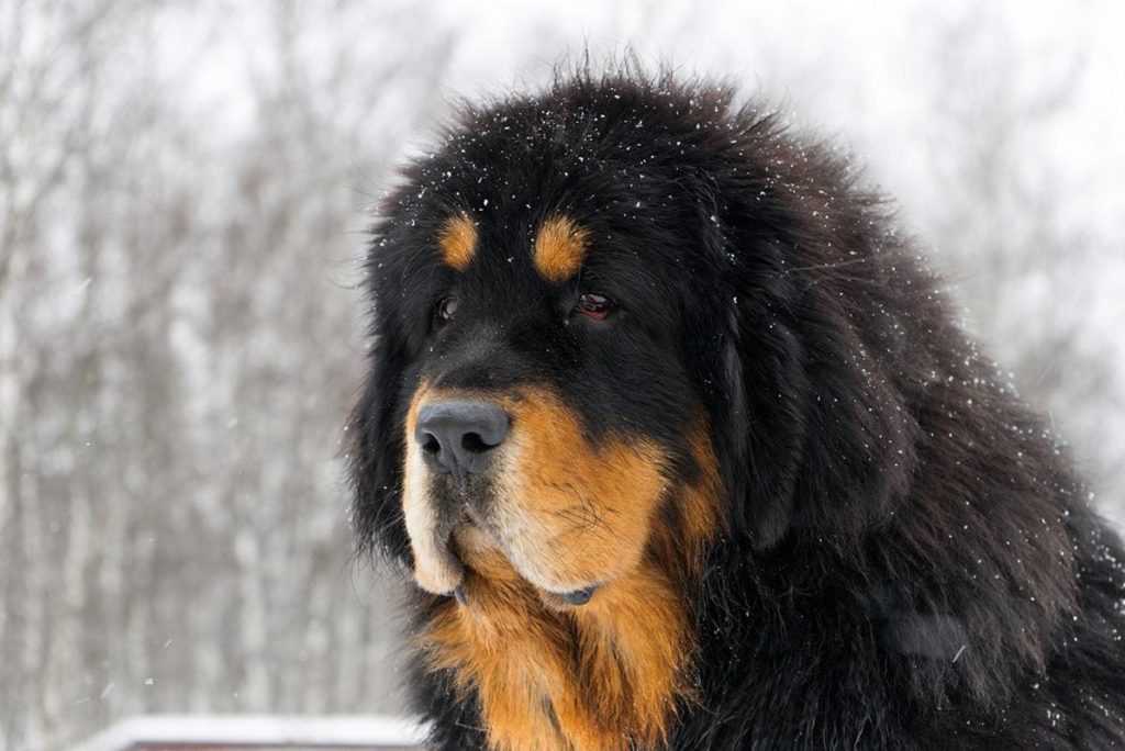 Самая дорогая порода собак в мире. 10 самых дорогих пород собак: фото и описание :: syl.ru