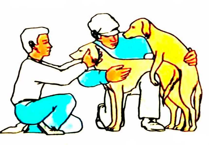 Вязка или случка собак: особенности процедуры, видео и описание, советы