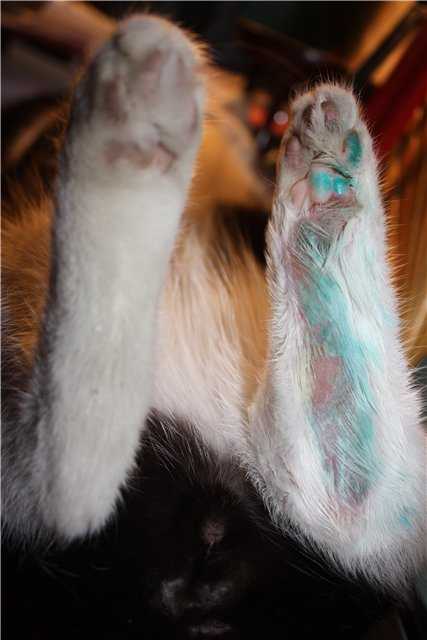 Гидроторакс у кошек: причины и лечение