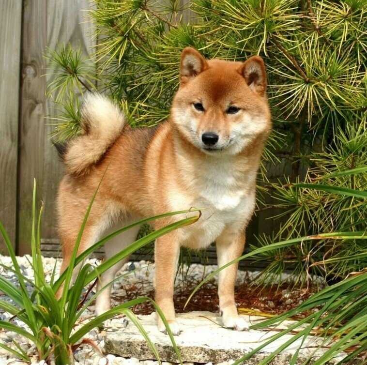 Японские породы собак (55фото): кисю, кай-ину, сикоку, шикоку, маленькая охотничья, рыжий пес, описание, видео