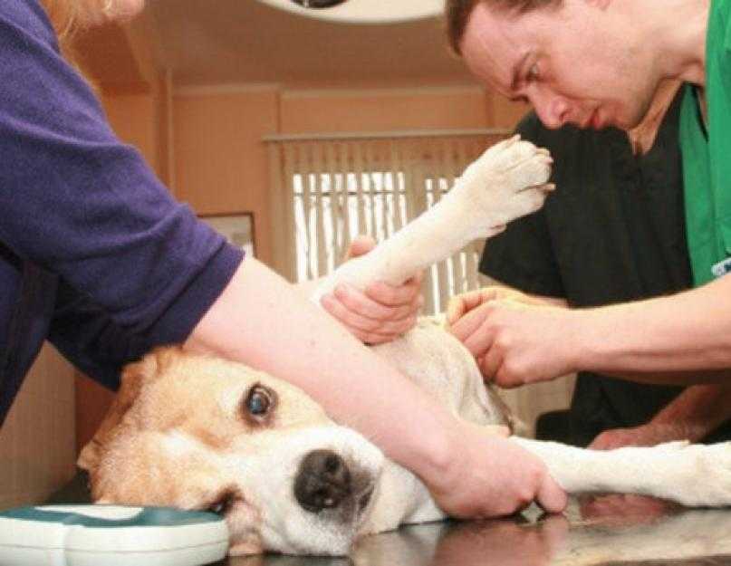 Инсульт у собаки: симптомы, первая помощь, реабилитация