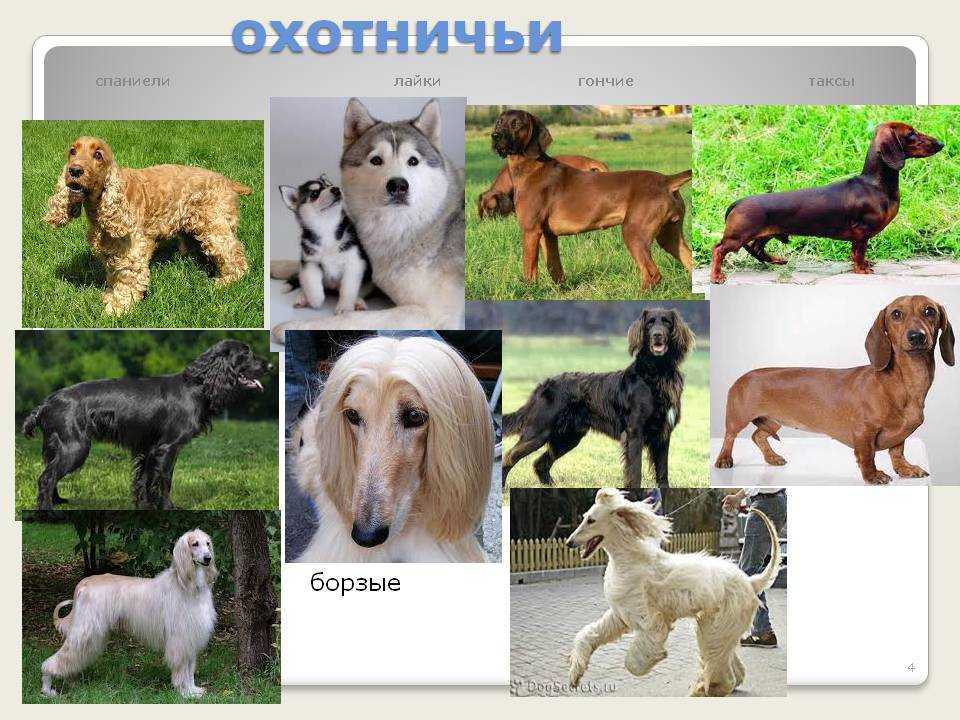 Породы собак с длинными (большими) ушами: названия, фото, описание