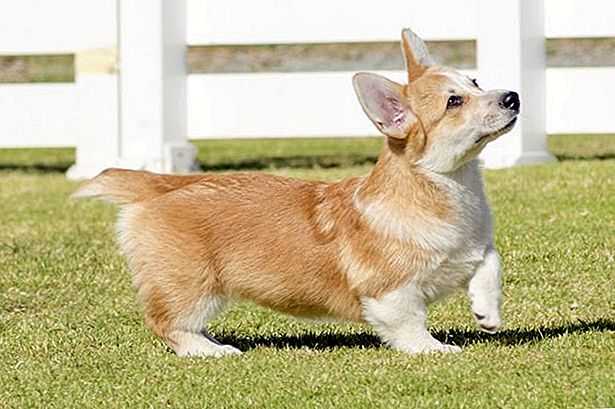 Какие есть длинные собаки с короткими лапами и большими ушами? виды пород- обзор +видео