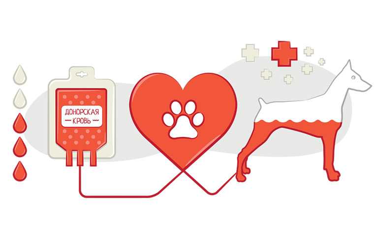 Переливание крови у собак. как подобрать правильного донора или стать им