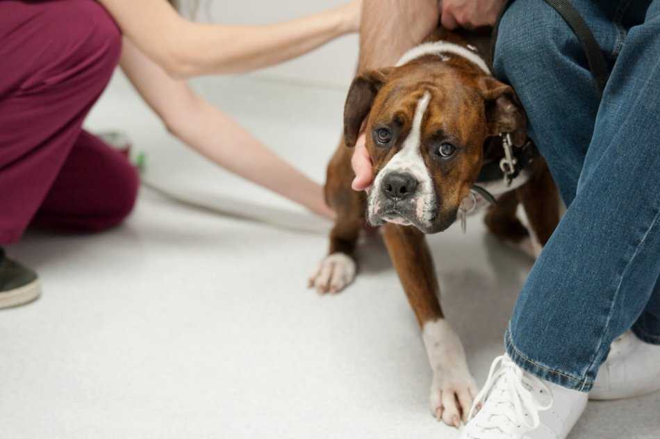 Как подстричь злую собаку в домашних условиях | стрижка агрессивных собак