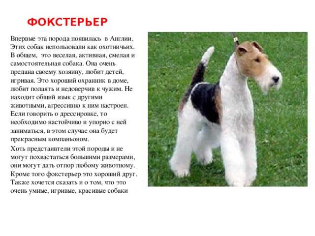 Фокстерьер: описание породы собак, цена щенков