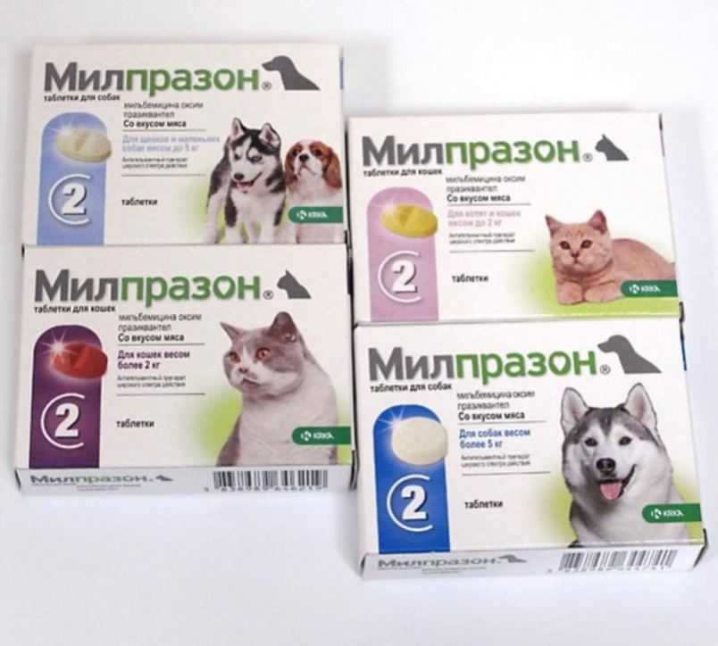 Милпразон для собак – препарат против гельминтоза