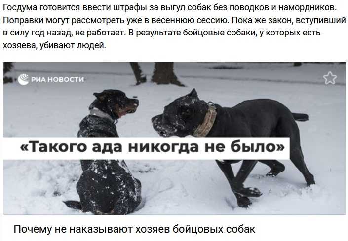 Правила выгула собак на природных территориях: о чем должен знать владелец / новости города / сайт москвы