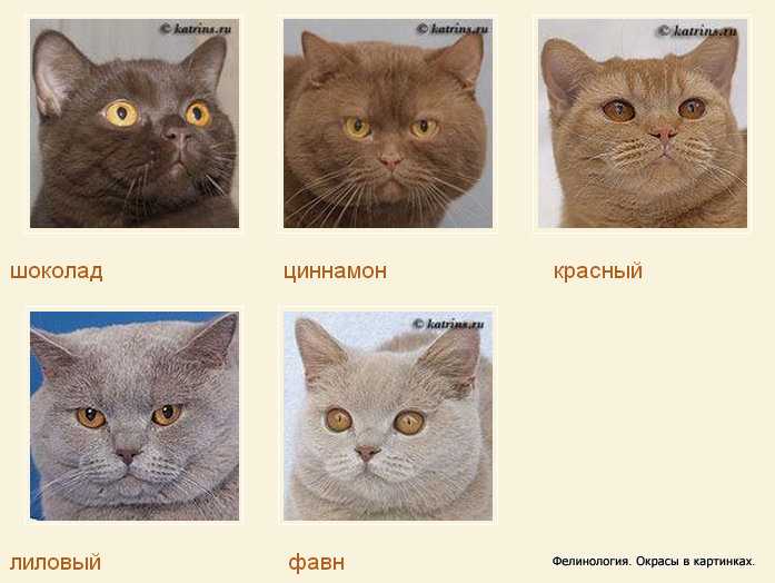 Различия кошек. Скоттиш страйт и британец отличия. Скоттиш страйт циннамон. Расцветки британских кошек. Британская от шотландской кошки.