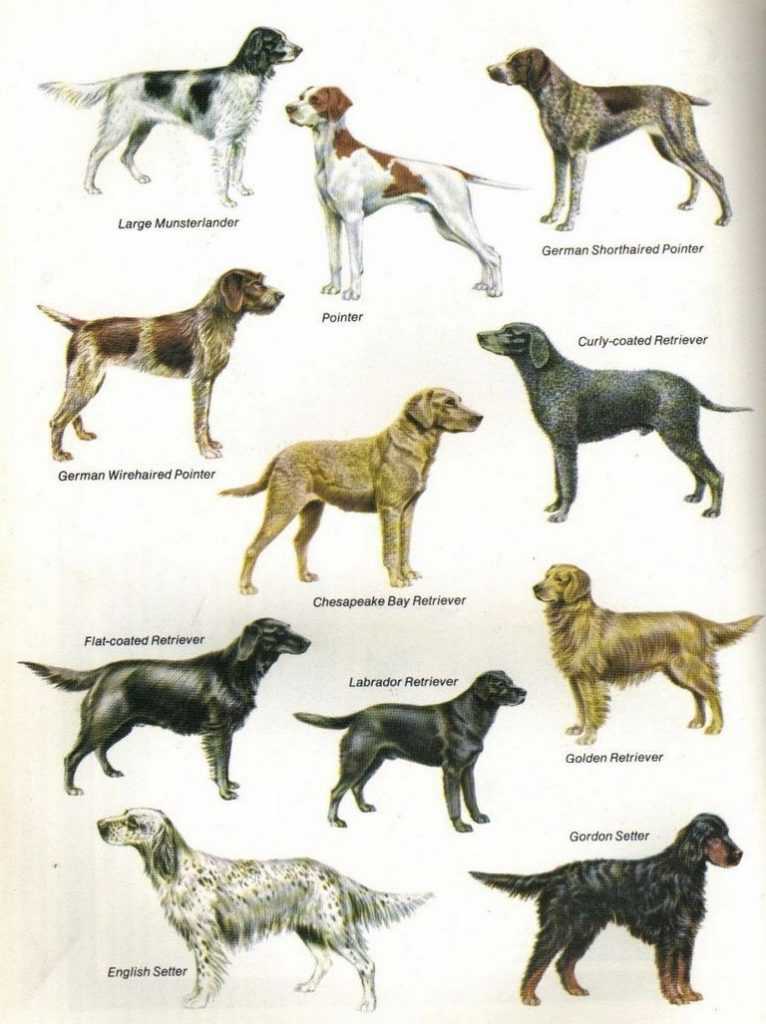 Охотничьи породы собак: список представителей с фото