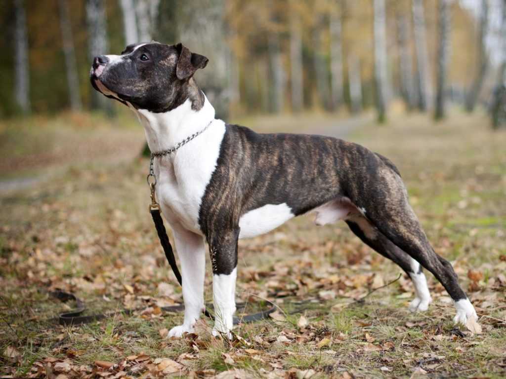 Бойцовские породы собак – рейтинг лучших пород