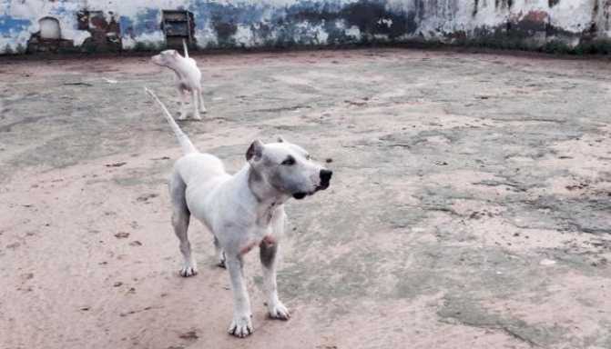 Порода собак гуль донг фото
