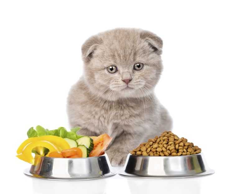 Как и чем кормить шотландского прямоухого котенка: меню по возрастам