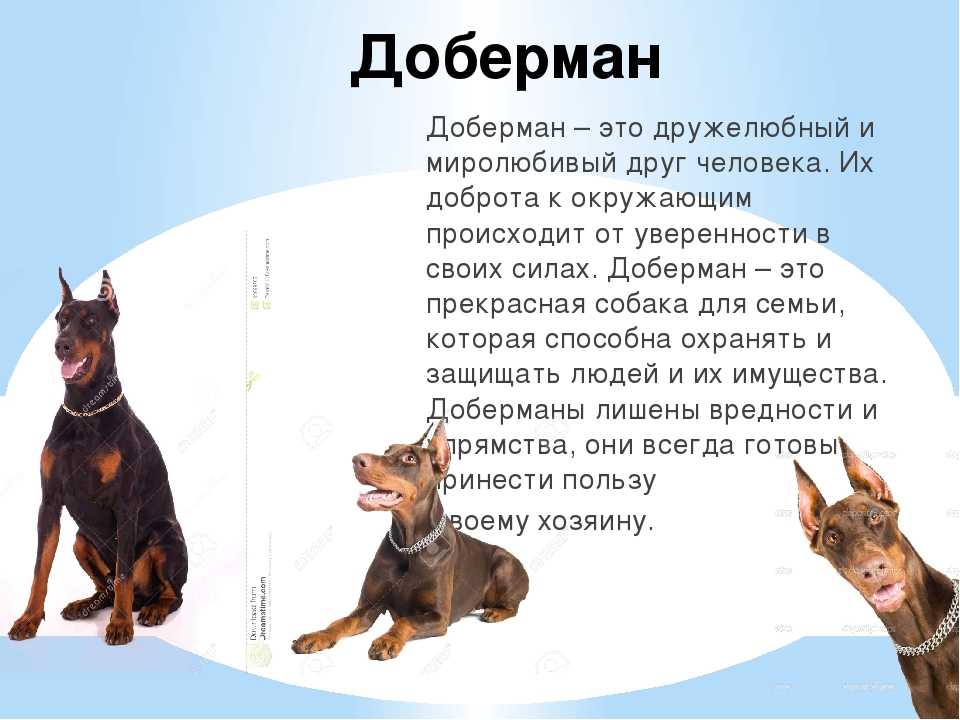Цвергпинчер: фото и видео миниатюрного (карликового) пинчера, характеристика породы собак мини цвергпинчер