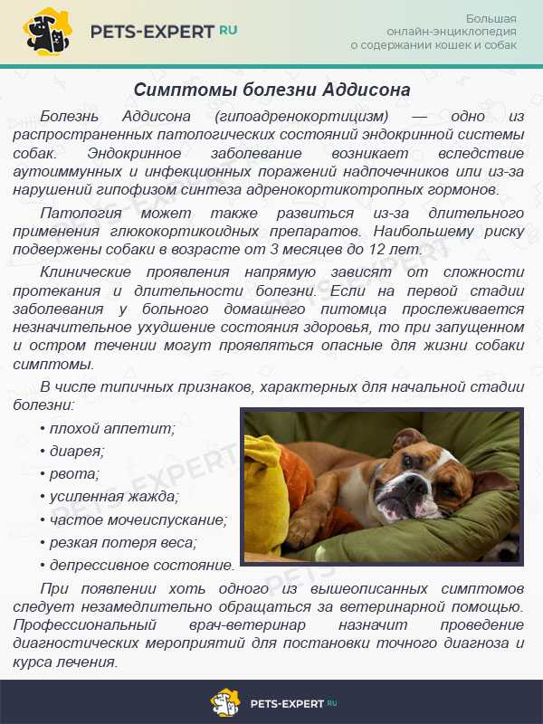 Болезнь кушинга у собак - диагностика и лечение синдрома кушинга в москве. ветеринарная клиника "зоостатус"