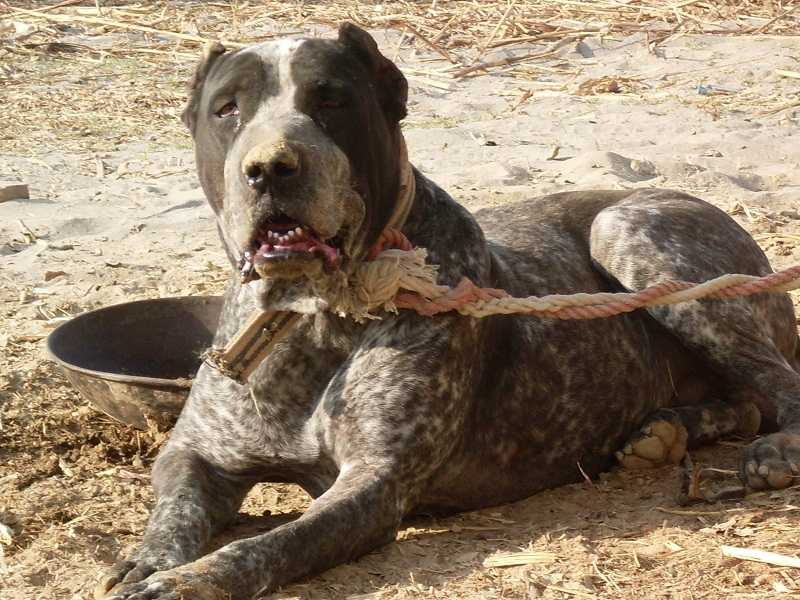 Булли кутта (29 фото): описание породы пакистанский мастиф, использование собак на собачьих боях, выращивание щенков