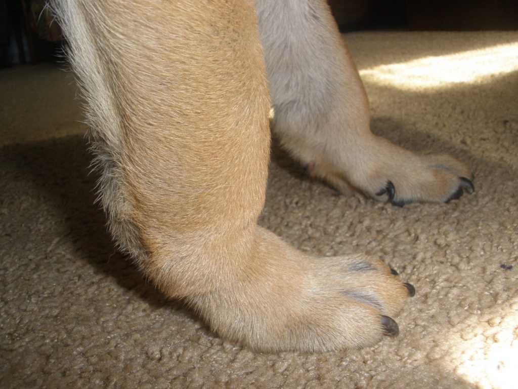 Причины, по которым у собак отказывают задние ноги и что с этим делать?