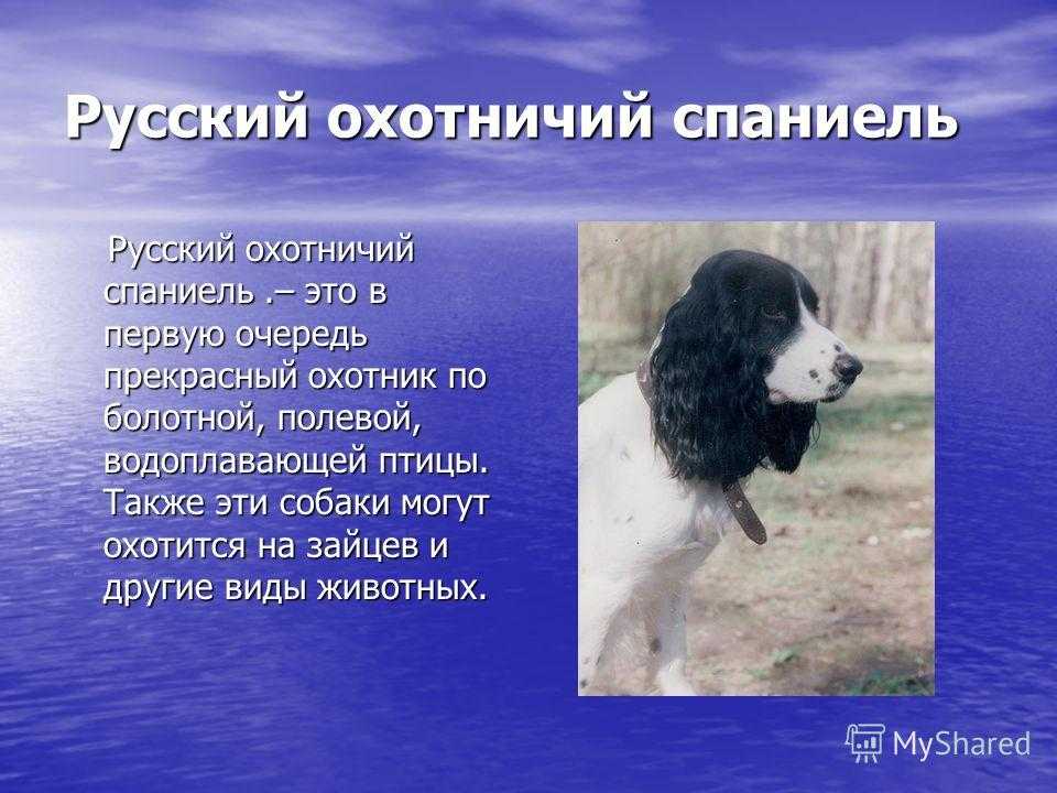 Русский охотничий спаниель - фото, цена, описание, видео