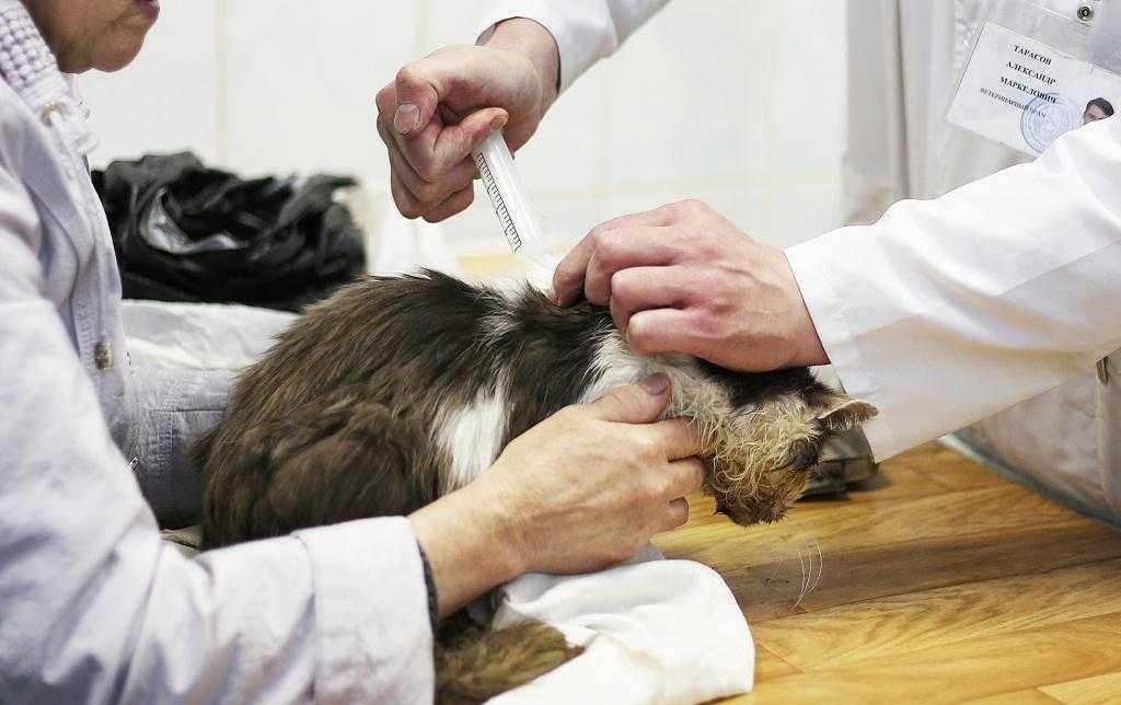Усыпление кошек на дому в москве | эвтаназия кошек, котов от 1000 р