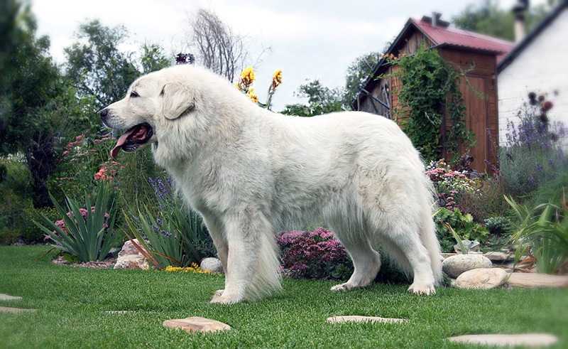 Пиренейская горная собака (45 фото): описание больших собак, размеры щенков пиренейской породы. варианты окраса