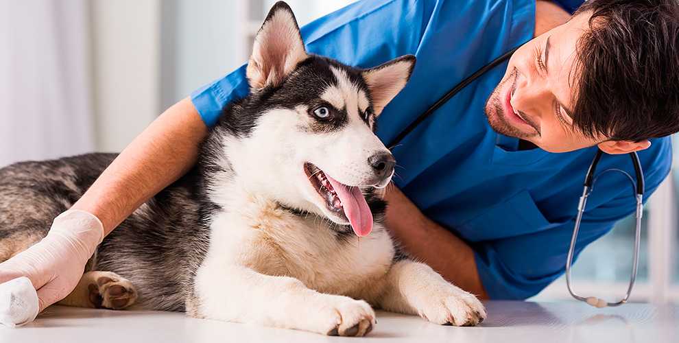 Болезни желудка у собак: гастрит, язва, расширение желудка | zoodom