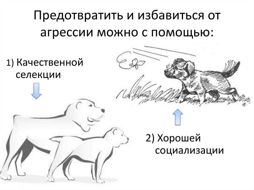 Агрессия у собак: виды, признаки и способы коррекции