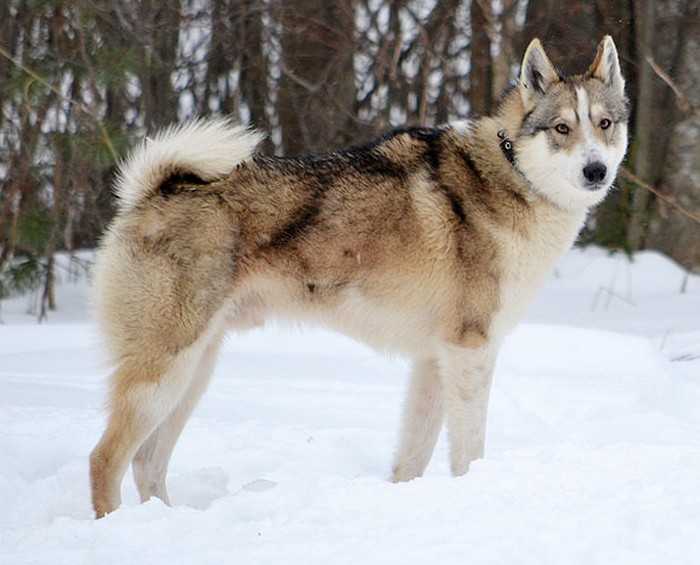 Восточно-сибирская лайка: фото собаки, характеристика породы