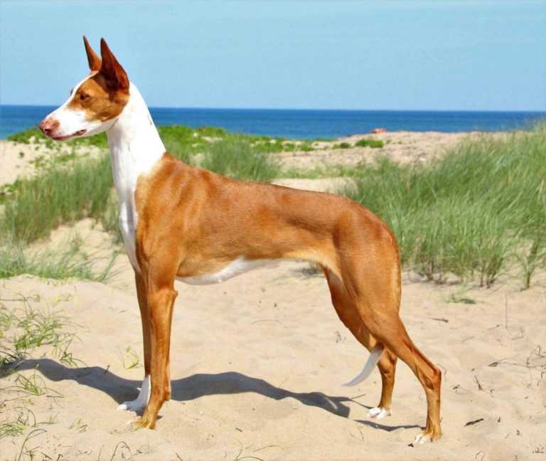 Описание породы собак поденко ибиценко (ивисская собака) с отзывами и фото