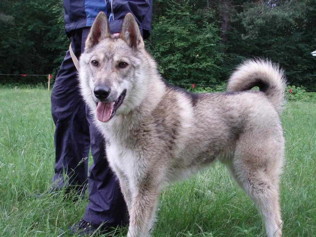 Лайка – неутомимый северный охотник и сильная ездовая собака
