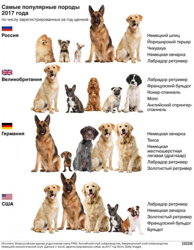 Большие породы собак: список представителей с фото