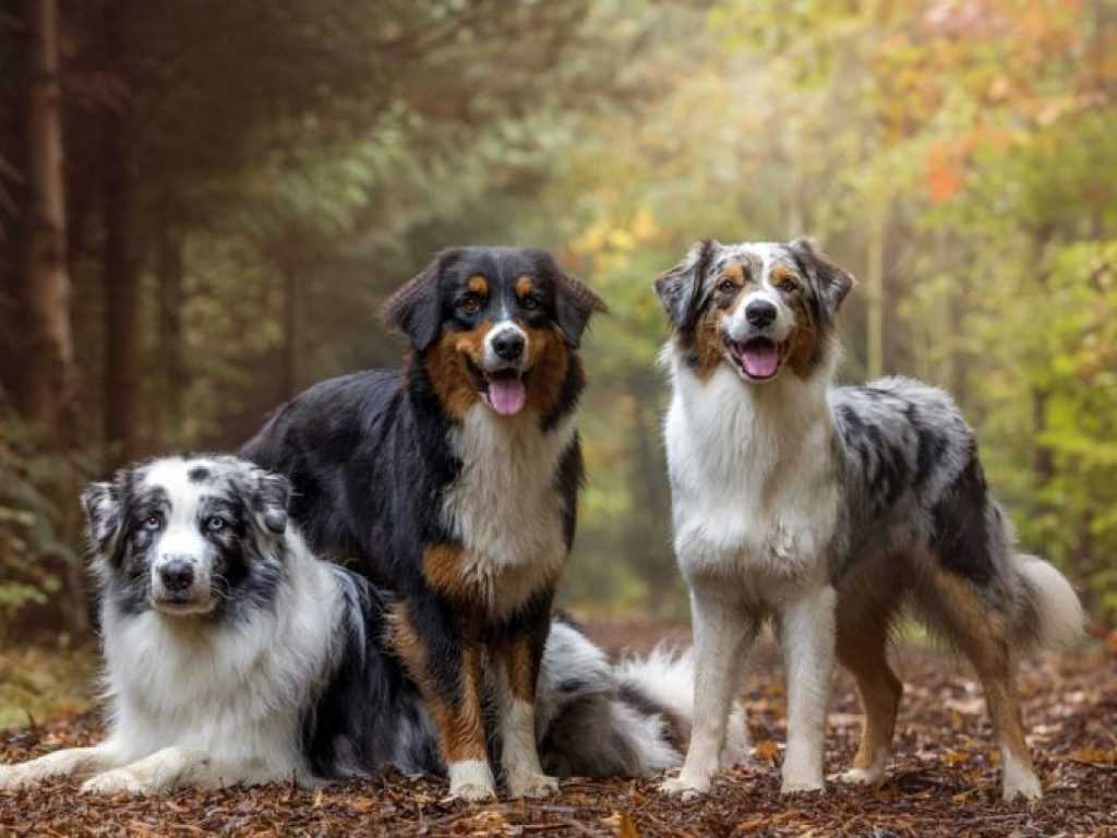 Овчарка  аусси и другие австралийские породы собак