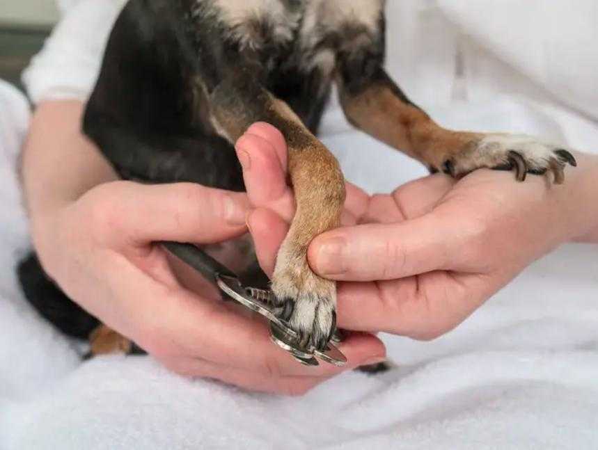 Как правильно стричь ногти собаке в домашних условиях?