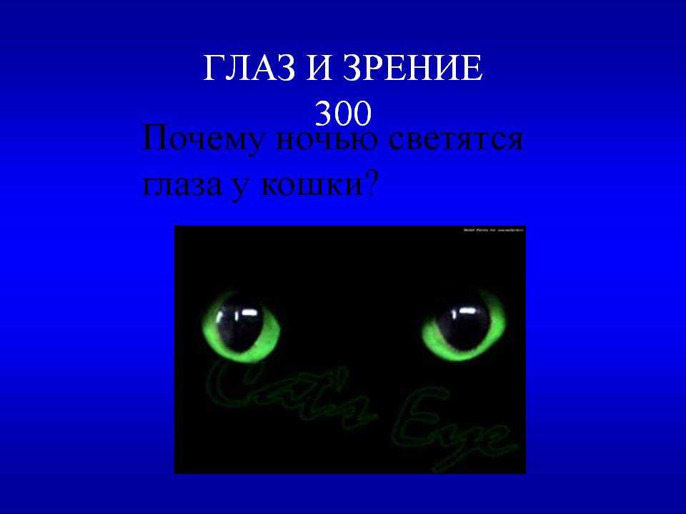 Хочу светящиеся глаза. У кошки светятся глаза в темноте. Глаза кошки ночью. Светящиеся кошачьи глаза. Почему у кошки светятся глаза ночью.