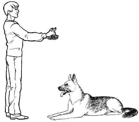 Как научить собаку команде апорт