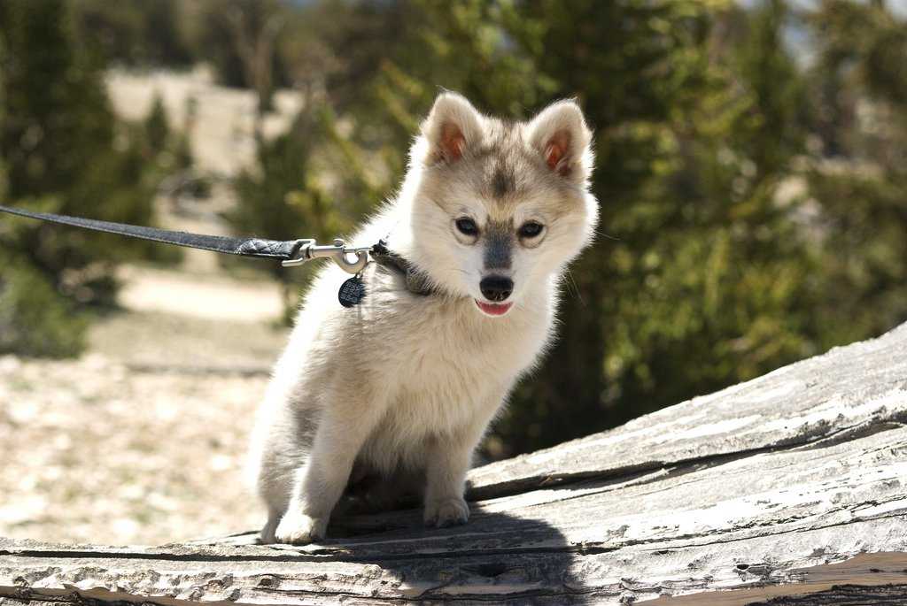 Аляскинский кли-кай (46 фото): как называется порода мини-хаски? как выглядят маленькие собаки? отзывы владельцев