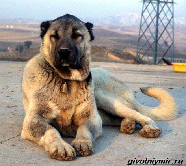 Мощный и сильный армянский волкодав – гампр