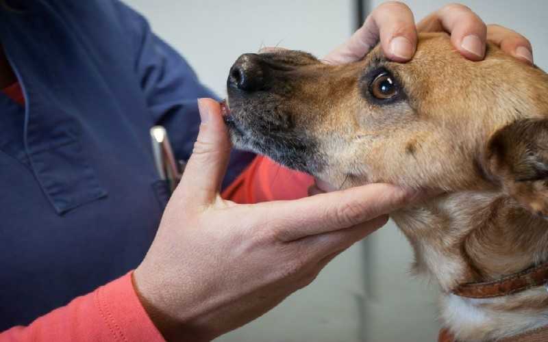 Аденовирус у собак: симптомы и признаки, лечение, вероятность осложнений