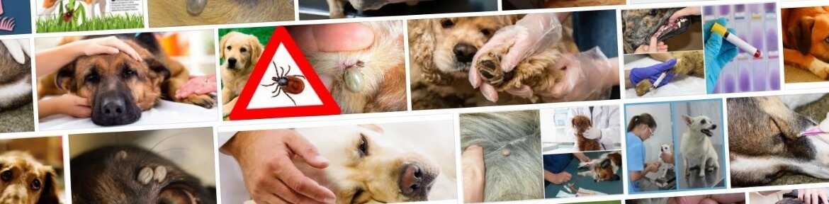 Микоплазмоз у собак: симптомы и лечение, опасность для человека