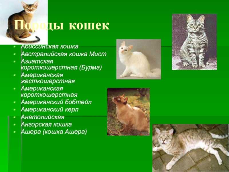 Американская жесткошерстная кошка: описание породы, цена