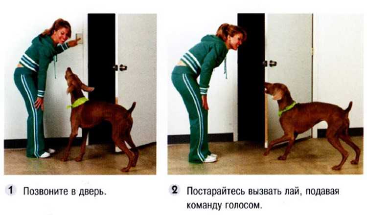 Как дрессировать собак в домашних условиях – пошаговые инструкции и подборка полезных видео, 2 часть