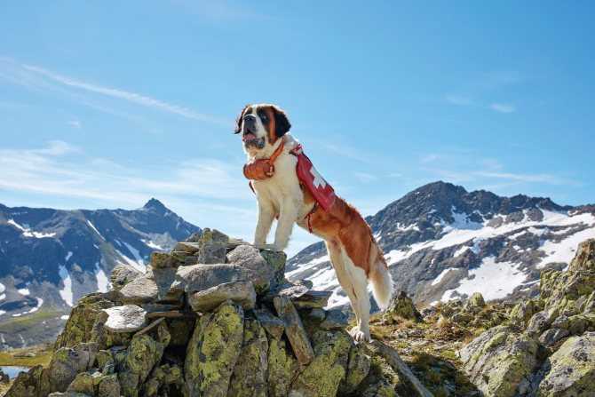 Какие собаки помогают спасать альпинистов порода окружающий мир 2 класс