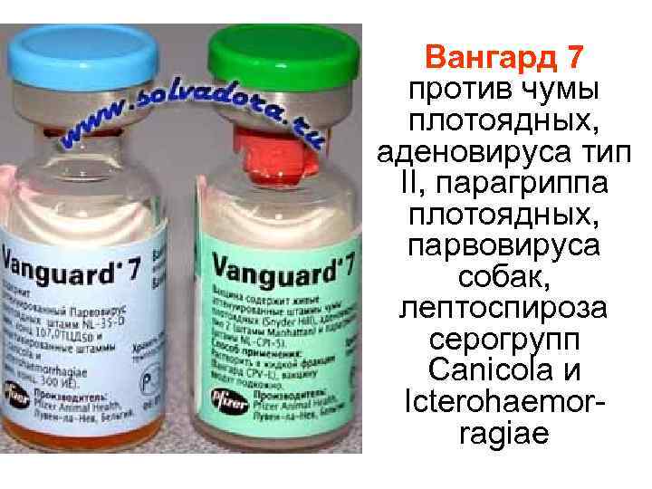 Вангард 5 / vanguard 5 (вакцина) для собак | отзывы о применении препаратов для животных от ветеринаров и заводчиков
