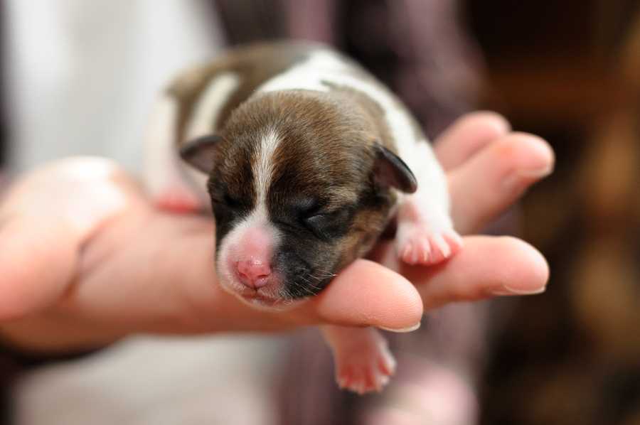 Когда у щенков открываются глаза после рождения?