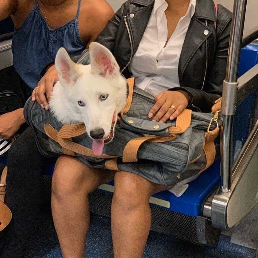 Можно ли с собакой в метро | правила перевозки, москва, санкт-петербург, как перевозить