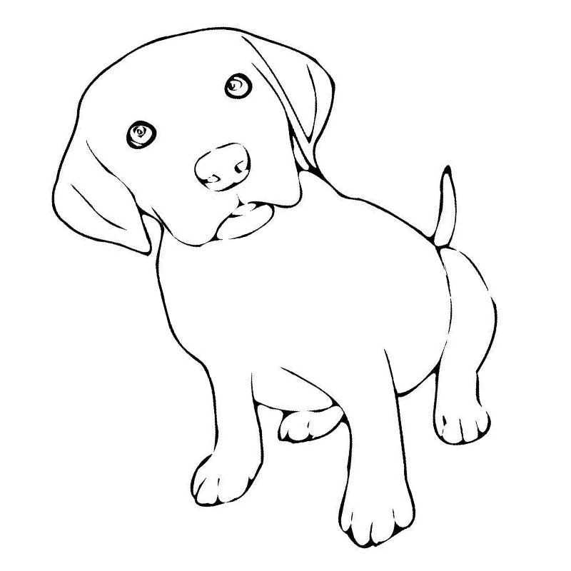 Как нарисовать щенка  поэтапно 8 уроков